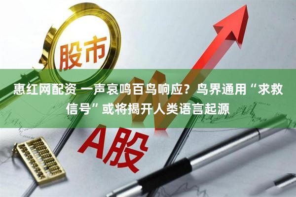 惠红网配资 一声哀鸣百鸟响应？鸟界通用“求救信号”或将揭开人类语言起源